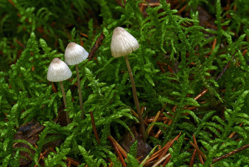 Mycena viridimarginata / Mycène à arête verte