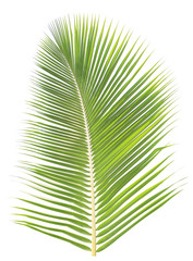 Obraz premium Coconut leaf isolated on white background