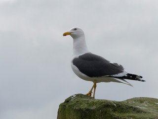 Mähnenrobbe