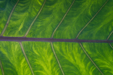 green leaf background texture close up