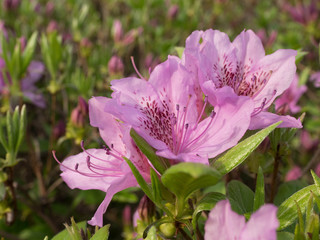 Obraz premium Pink azalea flower