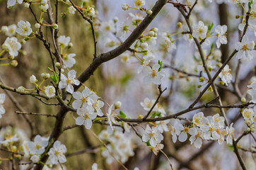 SPRING ON THE TREE - Flowers on fruit tree