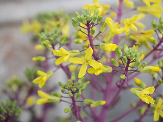 Cabbage yellow flowers