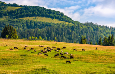 Fototapeta na wymiar few cows grazing on hillside meadow