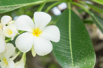Plumeria flowers ,white flowers
