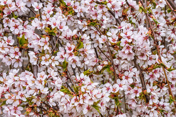 Flowers of the cherry tree orchard blossoms on a spring day