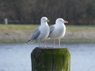 Möwe