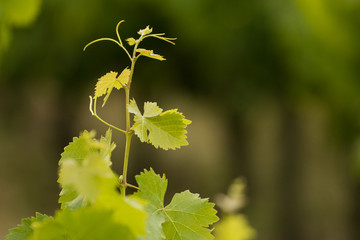 Textured background image of grape vine leaves