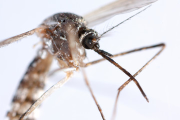 mosquito, dangerous vehicle of infection