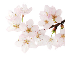 white pink cherry blossom 