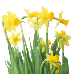 Spring floral border, beautiful fresh daffodils flowers, isolated on white background. Selective focus