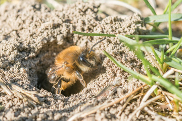 Einzelnes Erdbienen Weibchen in ihrem Loch am Boden