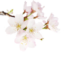white pink cherry blossom 