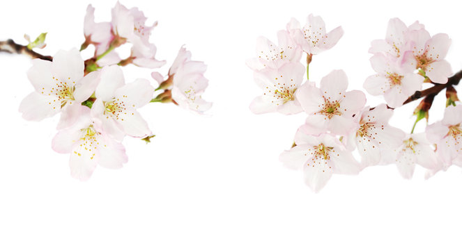 white pink cherry blossom 