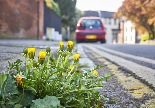 Roadside Dandelion Weeds Growing Out Of The Sidewalk / Pavement 