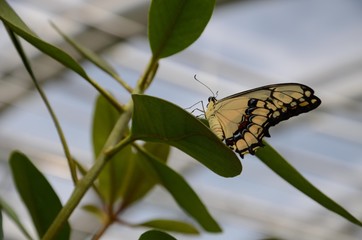 botanicka zahrada praha