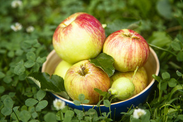 Fresh apples in wooden bowl