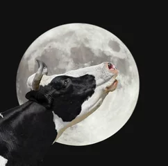 Fotobehang Grappige koe op de achtergrond van grote heldere maan. Een zwart-witte koe kreunt naar de maan. Boerderijdieren. © esvetleishaya