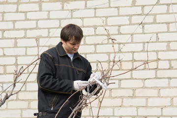 A man near her house does pruning of fruit trees