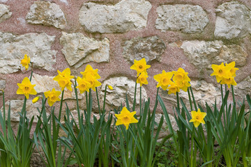 yellow daffodils from spring