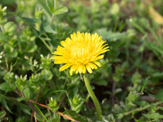 Yellow dandelion,