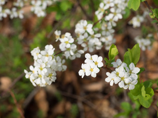 Small white flowers