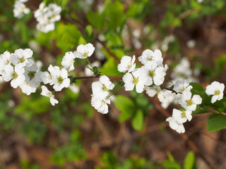 Small white flowers