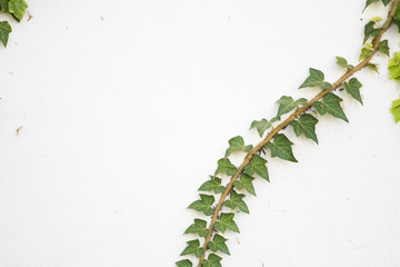 Close up image of ivy growing on a wall of a building to be used for background or texture