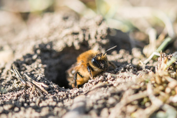 Einzelnes Erdbienen Weibchen in ihrem Loch am Boden