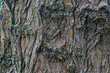 Coarse rough texture of tree bark