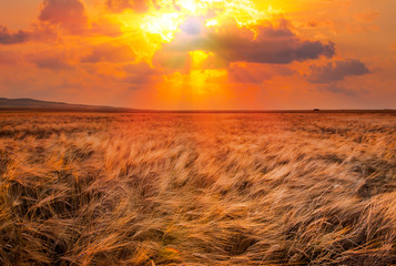 wheat field at sunset