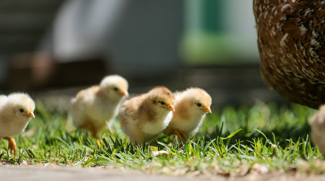 Close up image of baby chickens walking with their mother on the grass looking for food