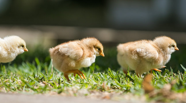 Close up image of baby chickens walking with their mother on the grass looking for food