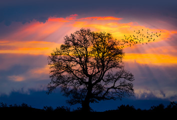 Obraz na płótnie Canvas Silhouette of a big mighty oak against sunset