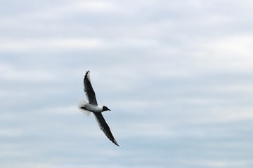 Bird spread out wings in the air