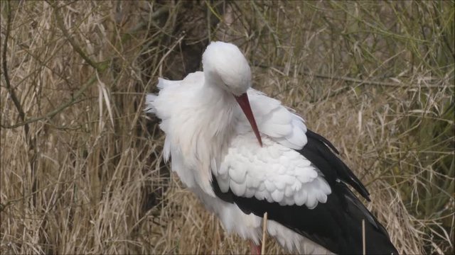 Storch