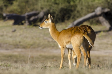 Lechwe or southern lechwe (Kobus leche) female. Botswana