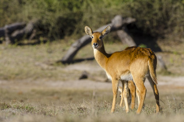 Lechwe or southern lechwe (Kobus leche) female. Botswana