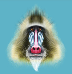 Illustrated portrait of Mandrill monkey - obrazy, fototapety, plakaty