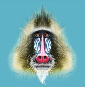 Illustrated portrait of Mandrill monkey