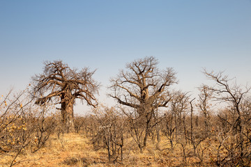 Fototapeta na wymiar Two big Baobab Trees in Desert Landscape of Mapungubwe National Park, South Africa, Africa
