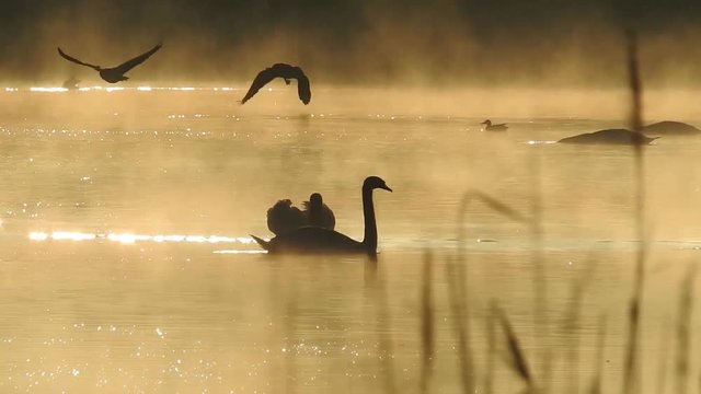 Schwan
