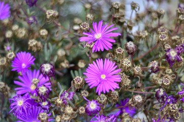 Obraz premium LILAS EN EL CAMPO