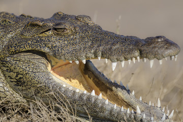 Nile crocodile (Crocodylus niloticus). Botswana