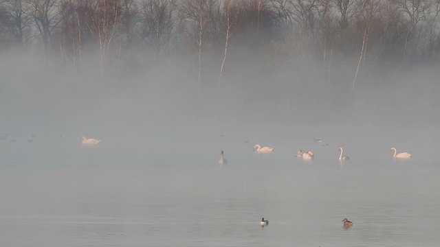 Schwan