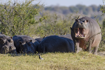 Hippo or common hippopotamus (Hippopotamus amphibius) with mouth open as a threat. Botswana