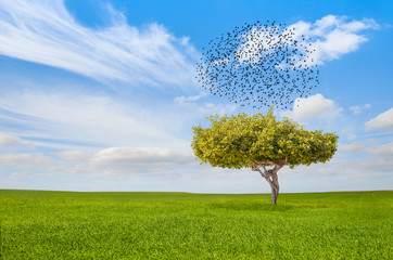 beautiful landscape with lone tree