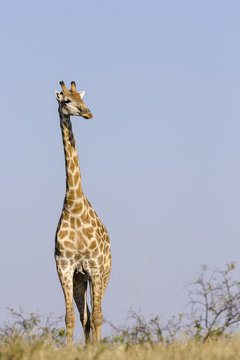 South African giraffe or Cape giraffe (Giraffa giraffa giraffa). Botswana