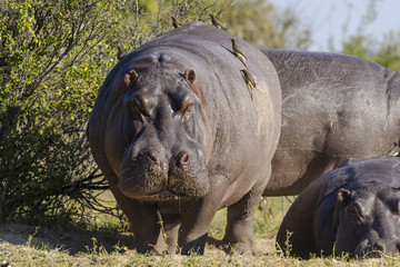 Hippo or common hippopotamus (Hippopotamus amphibius) and red-billed oxpecker (Buphagus erythrorhynchus). Botswana