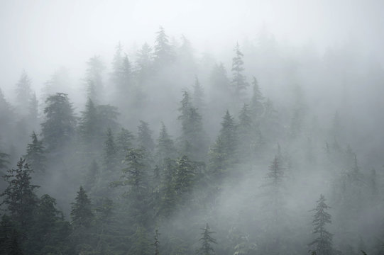 Trees on mountains on foggy morning in Alaska © Tom